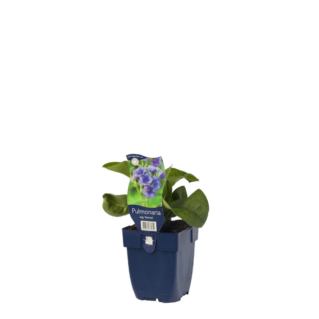 Image de Pulmonaria ang. 'Azurea' - pot de 11 cm.