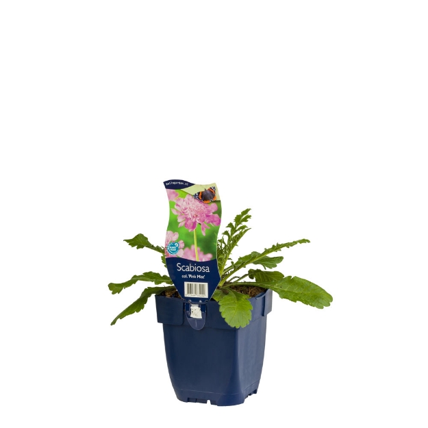 Image de Scabiosa col. 'Pink Mist' - pot de 11 cm.