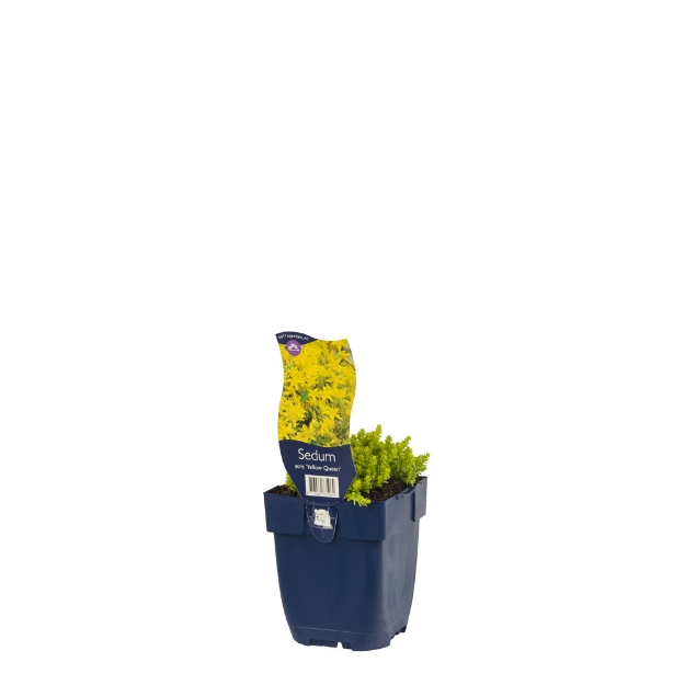 Image de Sedum acre 'Yellow Queen' - pot de 11 cm.