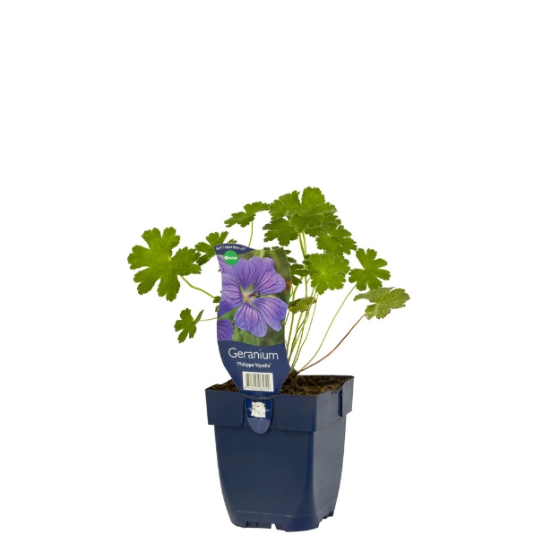 Image de Geranium 'Philippe Vapelle' - pot de 11 cm.