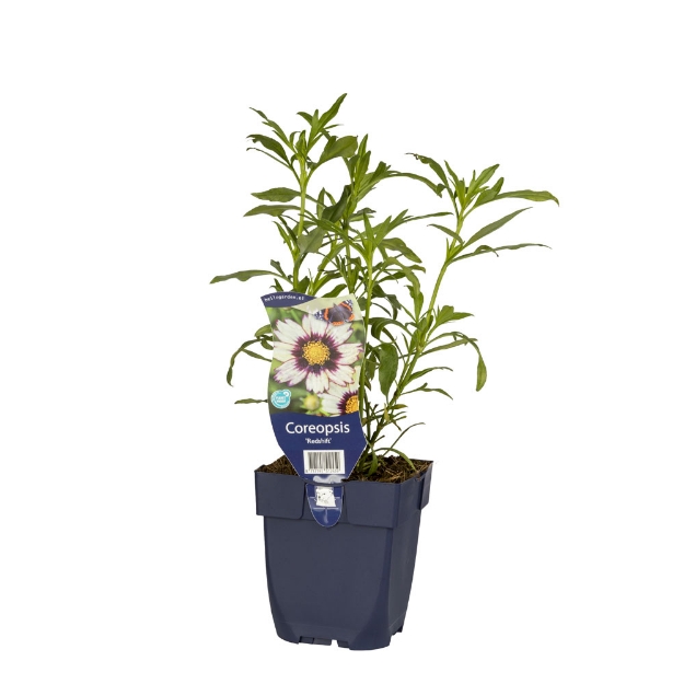 Image de Coreopsis 'Redshift' - pot de 11 cm.