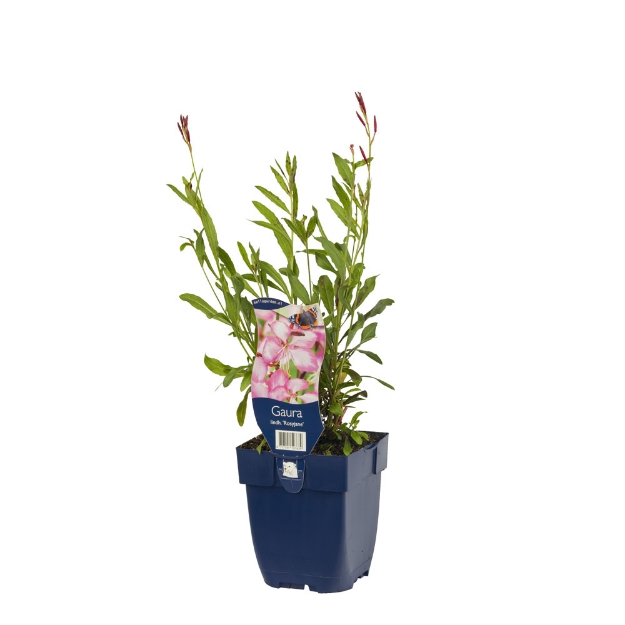 Image de Gaura lindh. 'Rosyjane' - pot de 11 cm.