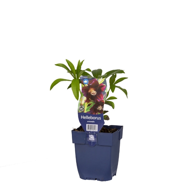 Image de Helleborus orientalis - pot de 11 cm.