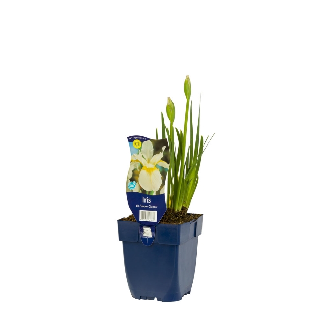 Image de Iris sib. 'Snow Queen' - pot de 11 cm.