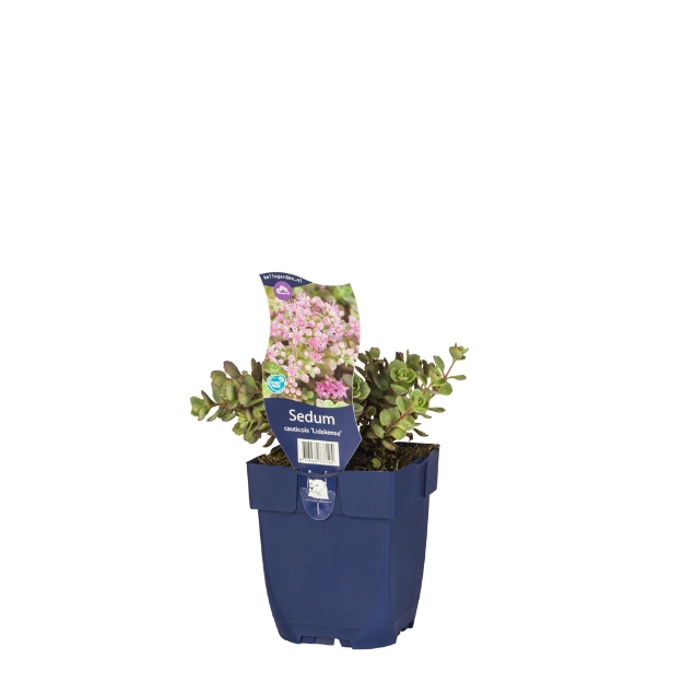 Image de Sedum cauticola 'Lidakense' - pot de 11 cm.