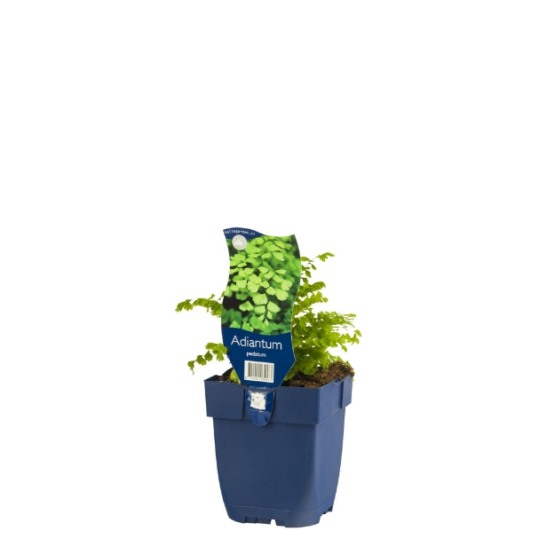 Image de Adiantum pedatum - pot de 11 cm.
