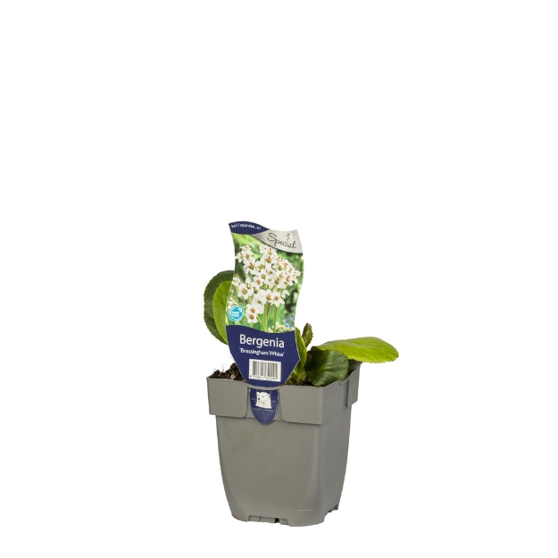 Image de Bergenia 'Bressingham White' - pot de 11 cm.