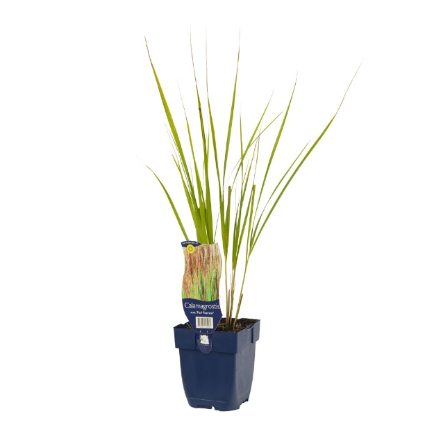 Image de Calamagrostis acut. 'Karl Foerster' - pot de 11 cm.