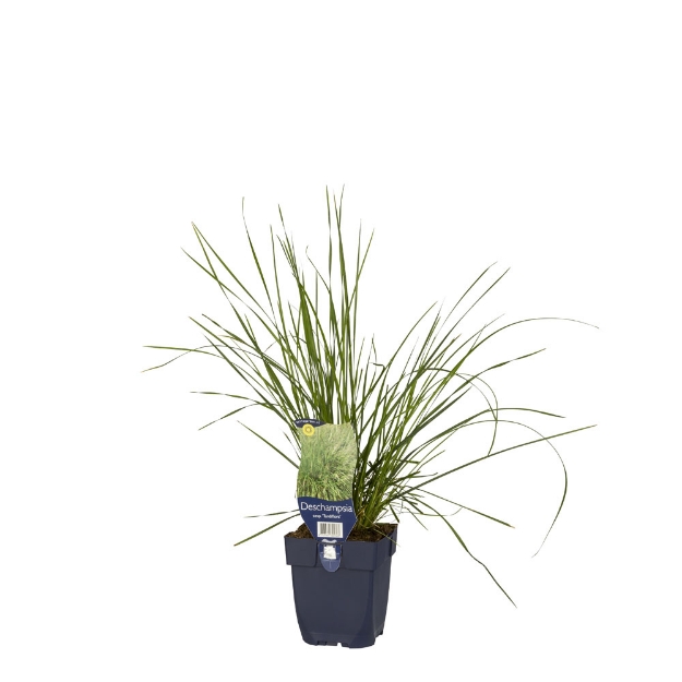 Image de Deschampsia cesp. 'Tardiflora' - pot de 11 cm.