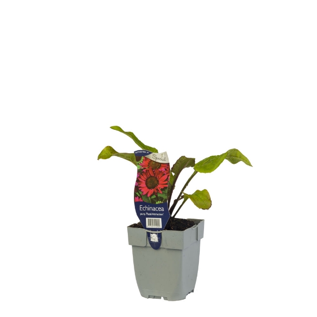 Image de Echinacea purp. 'Fatal Attraction' - pot de 11 cm.