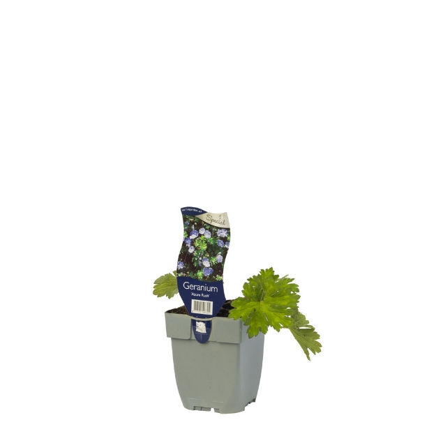 Image de Geranium 'Azure Rush' - pot de 11 cm.