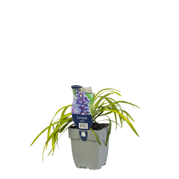 Image de Liriope muscari - pot de 11 cm.