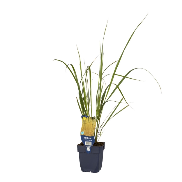 Image de Molinia arund. 'Karl Foerster' - pot de 11 cm.