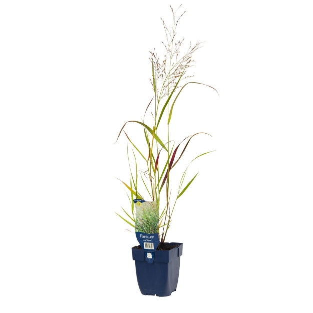 Image de Panicum virgatum 'Squaw' - pot de 11 cm.