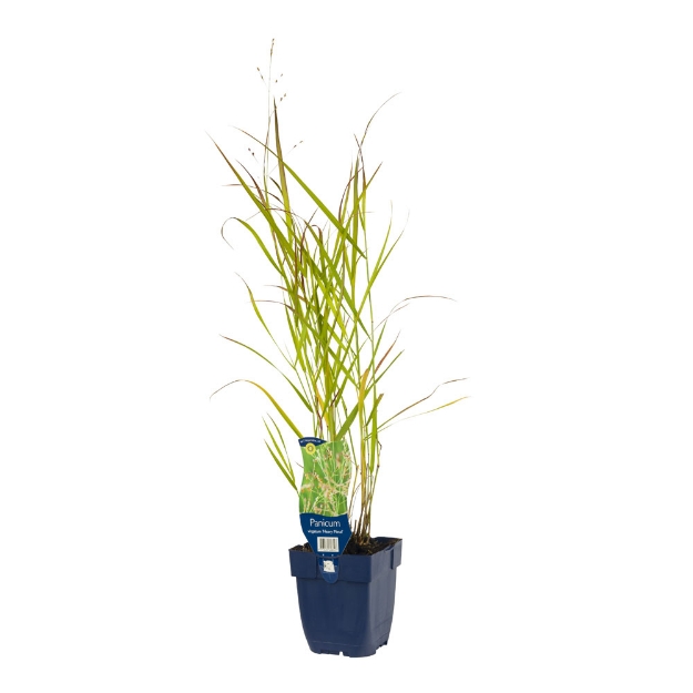 Image de Panicum virg. 'Heavy Metal' - pot de 11 cm.