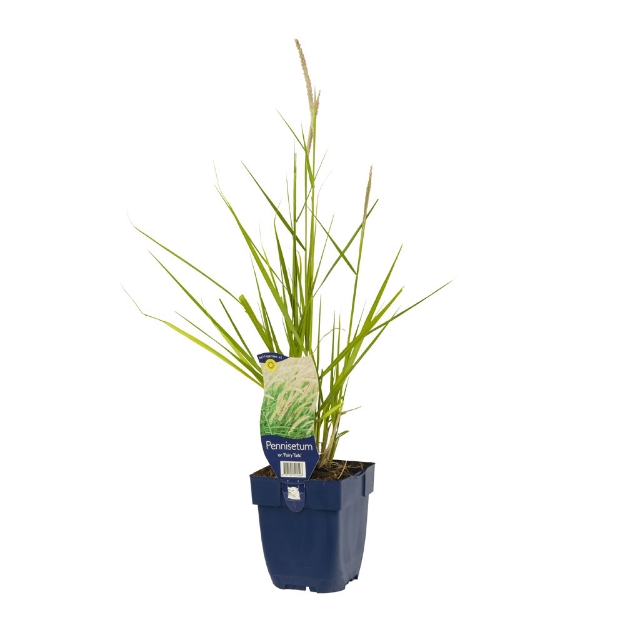 Image de Pennisetum or. 'Fairy Tales' - pot de 11 cm.