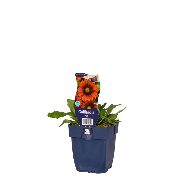 Image de Gaillardia 'Red' - pot de 11 cm.