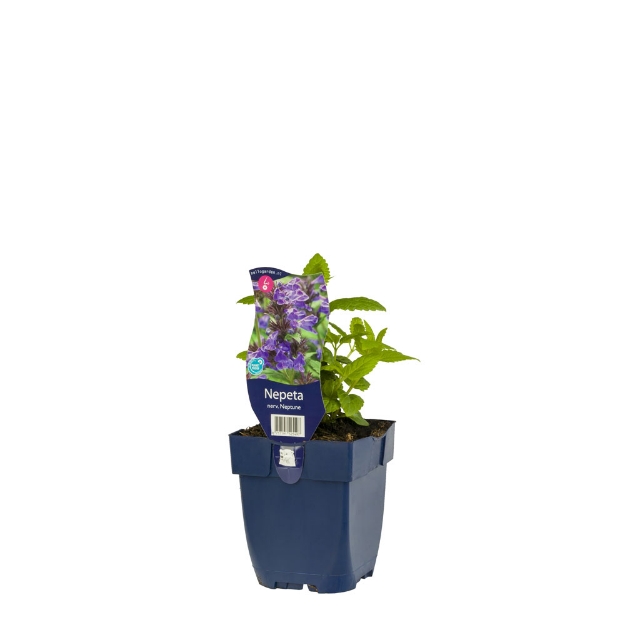 Image de Nepeta nerv. Neptune - pot de 11 cm.