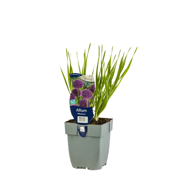 Image de Allium 'Millennium' - pot de 11 cm.