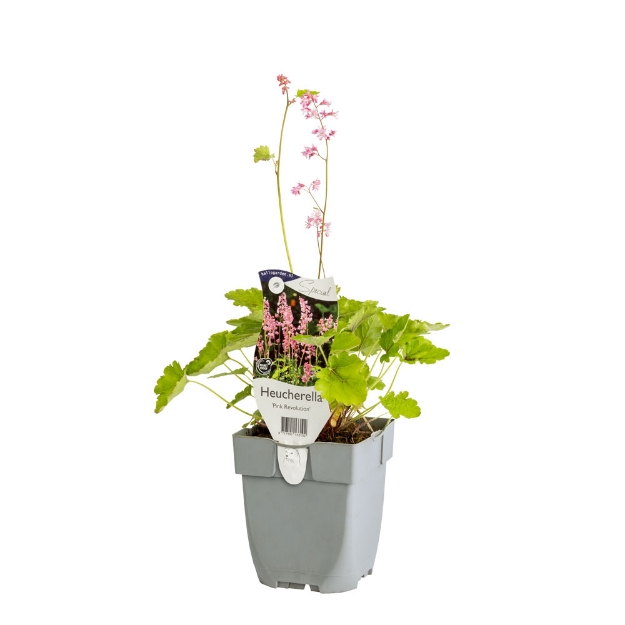 Image de Heucherella 'Pink Revolution' - pot de 11 cm.