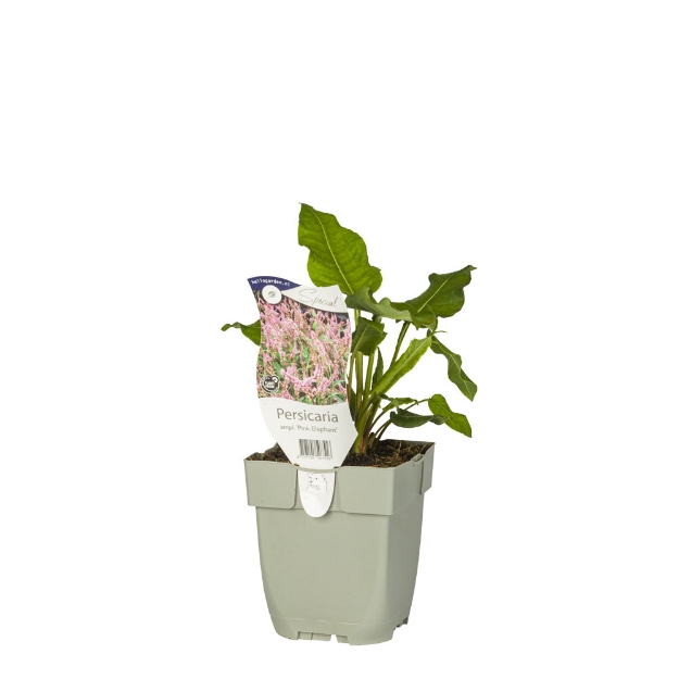 Image de Persicaria ampl. 'Pink Elephant' - pot de 11 cm.