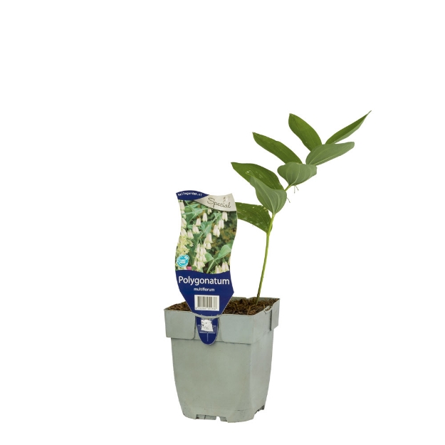 Image de Polygonatum multiflorum - pot de 11 cm.