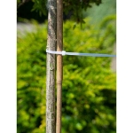 Image de COLLIER TYPE COLSONS -transp. 15 CM - 25 X