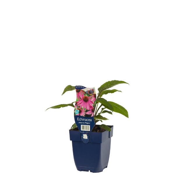 Image de Echinacea purp. 'Magnus' - pot de 11 cm.
