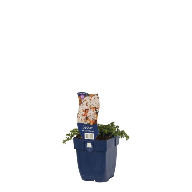 Image de Sedum album 'Coral Carpet' - pot de 11 cm.