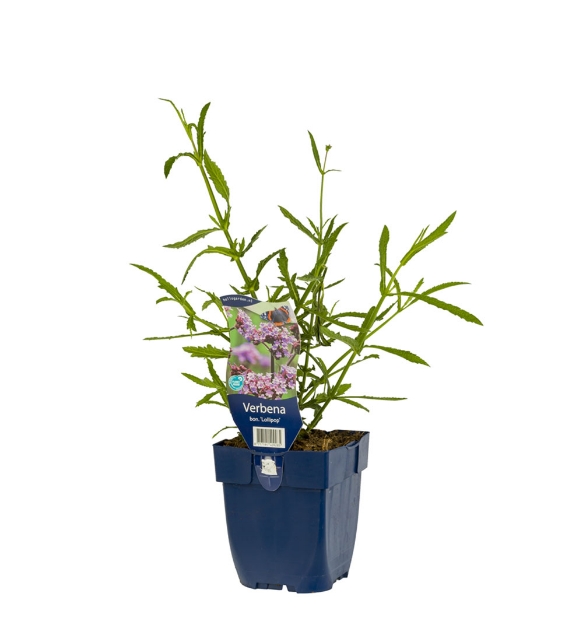 Image de Verbena bonariensis 'Lollipop' - pot de 11 cm.