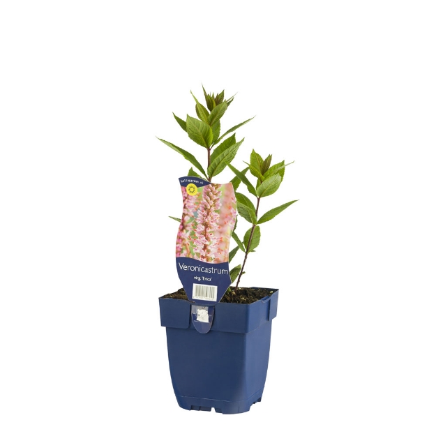 Image de Veronicastrum virg. 'Erica' - pot de 11 cm.