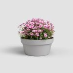 Image de COUPE CAPRI 25CM GRIS CLAIR