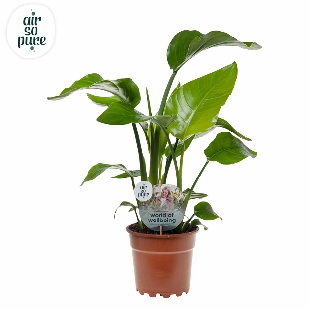 Image de Strelitzia Nicolai - Air So Pure