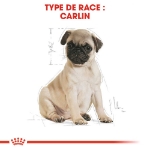 Image de BHN Pug Puppy 1,5kg
