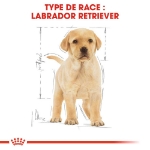 Image de BHN Labrador Puppy 3kg
