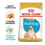 Image de BHN English Bulldog Puppy 12kg