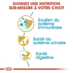 Image de BHN Dalmatian Puppy 12kg