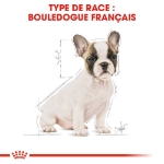 Image de BHN French Bulldog Puppy 10kg