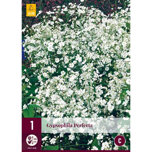 Image de 1 bulbe de fleur de gypsophila perfecta
