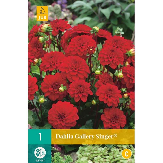 Image de 1 bulbe de fleur de dahlia gallery singer