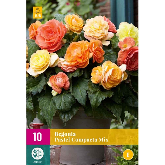 Image de 10 begonia pastel compacta mi3/4