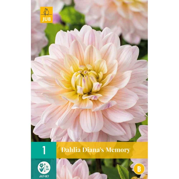 Image de 1 dahlia diana's memory i