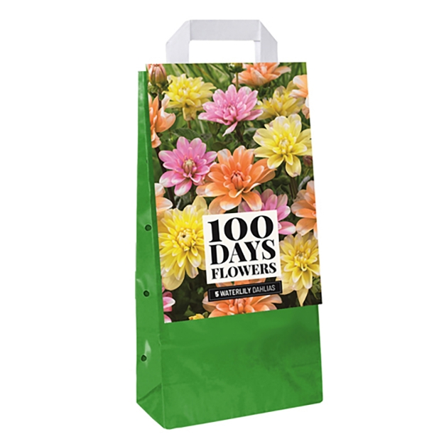 Image de 1 SAC 5 DAHLIA WATERLILY MIX I