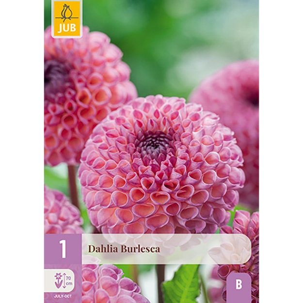 Image de 1 DAHLIA BURLESCA I