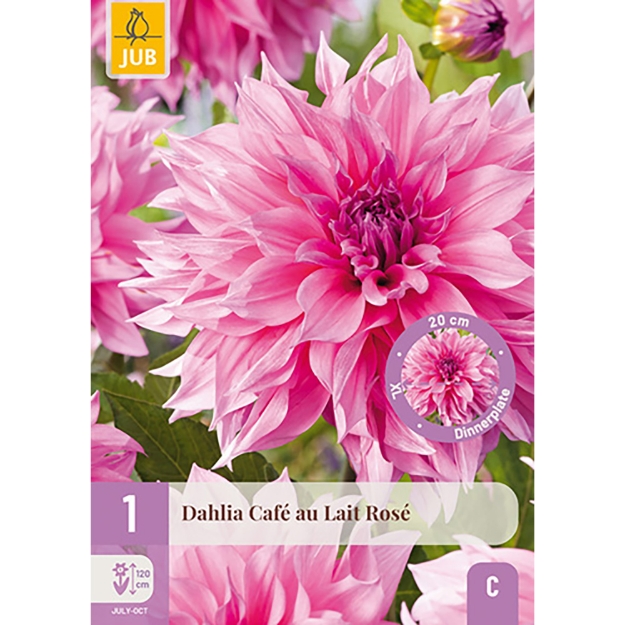 Image de 1 DAHLIA CAFE AU LAIT ROSE I