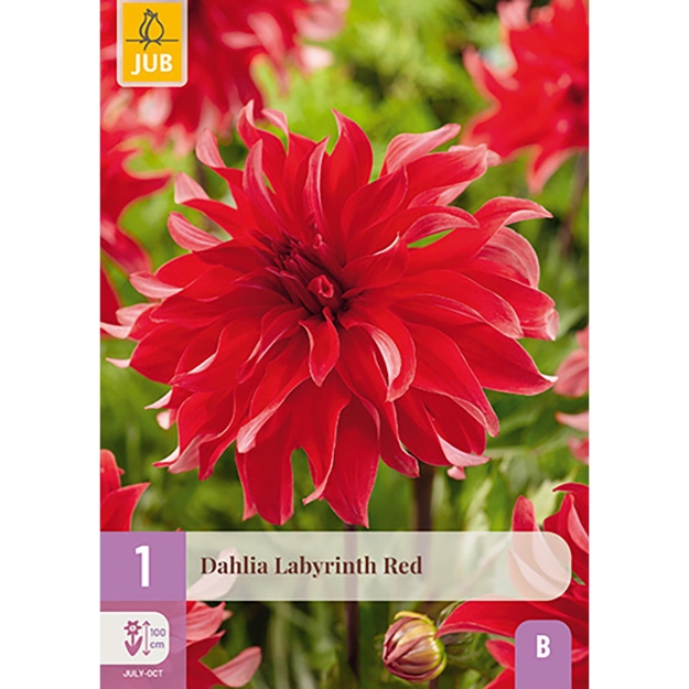 Image de 1 DAHLIA LABYRINTH RED I