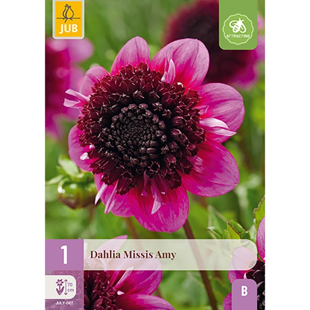 Image de 1 DAHLIA MISSIS AMY I