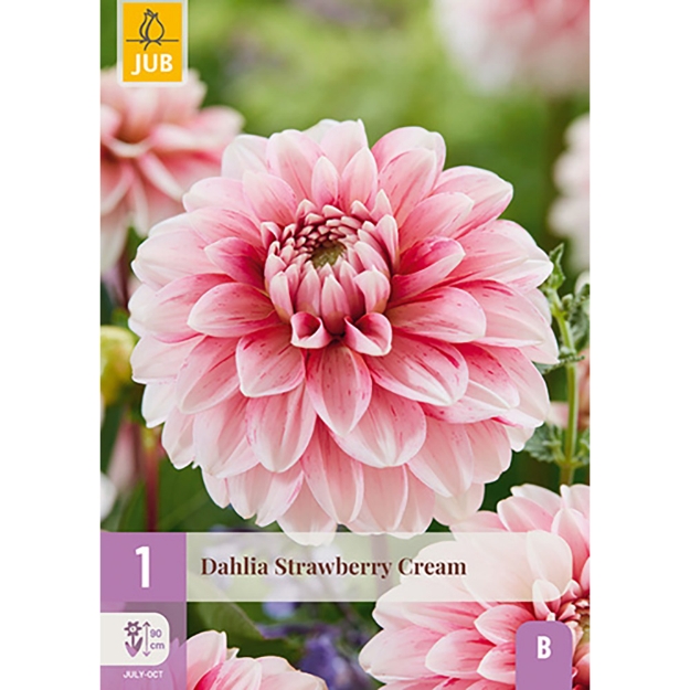 Image de 1 DAHLIA STRAWBERRY CREAM I