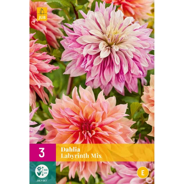 Image de 3 DAHLIA LABYRINTH MIX I