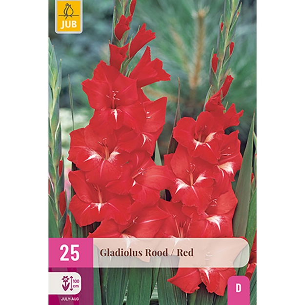 Image de 25 GLAIEUL ROUGE 12/14